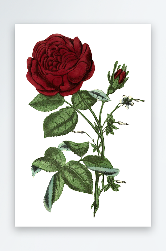手绘春天复古手绘植物花卉插画元素