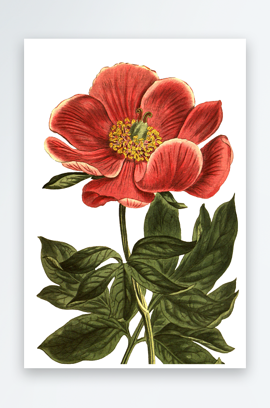 手绘春天复古手绘植物花卉插画元素