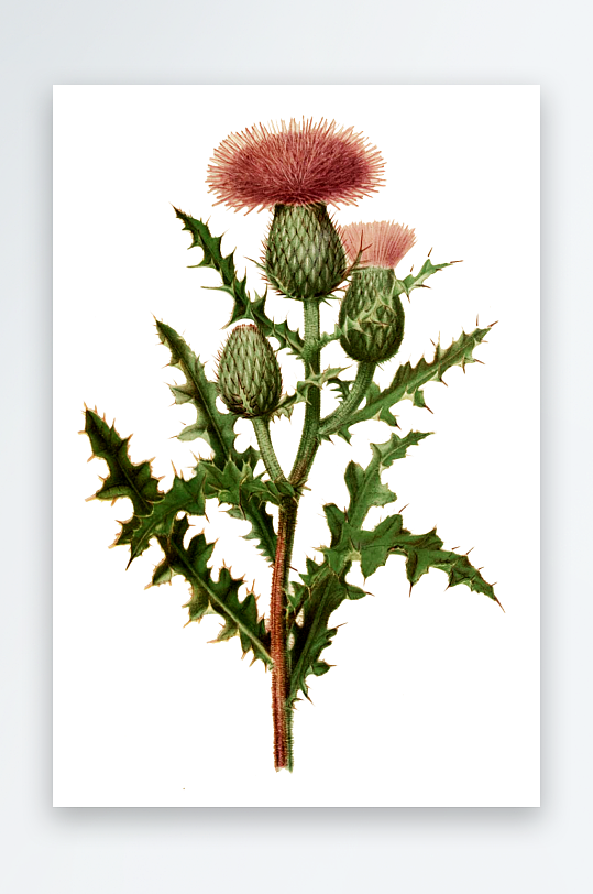 手绘春天复古手绘植物花卉插画元素