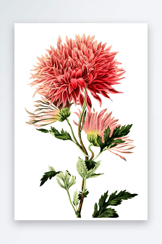 手绘春天复古手绘植物花卉插画元素