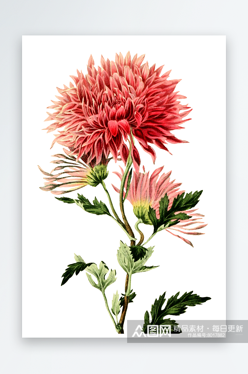 手绘春天复古手绘植物花卉插画元素素材