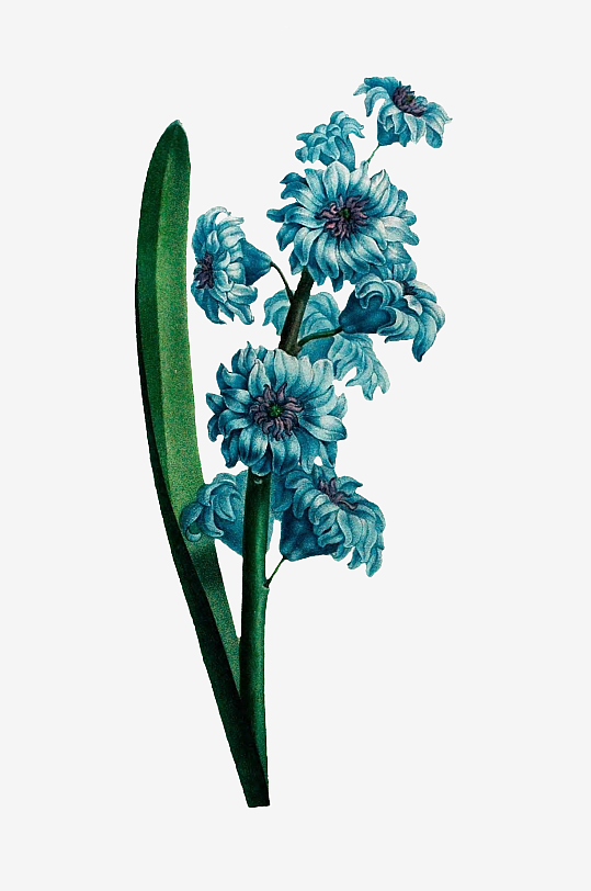 手绘春天复古手绘植物花卉插画元素
