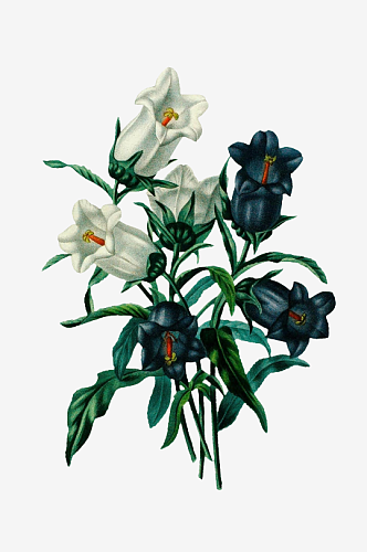 复古手绘植物水彩花卉插画元素