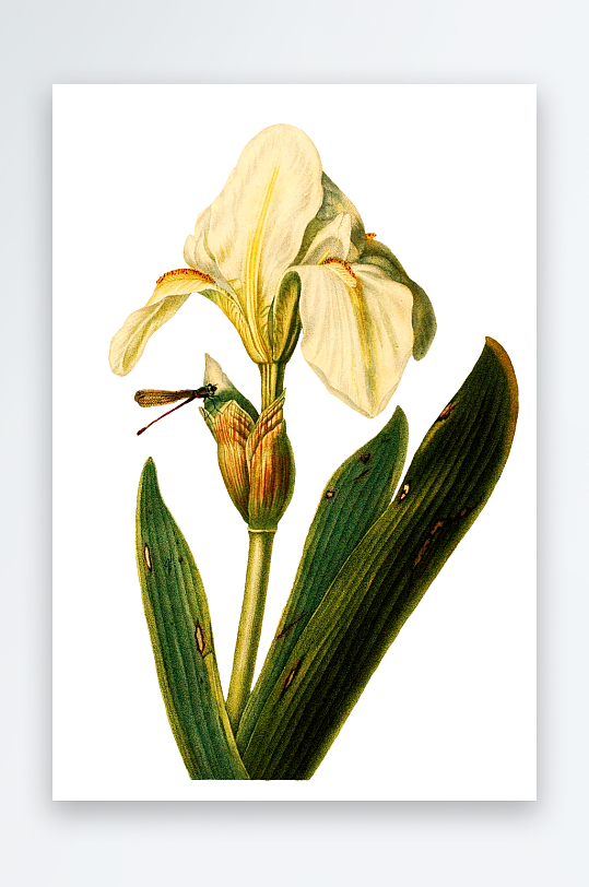 复古手绘植物水彩花卉插画元素
