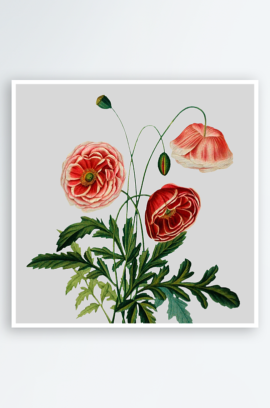复古手绘植物水彩花卉插画元素