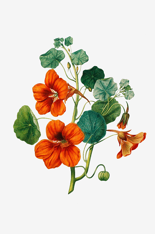 复古手绘植物水彩花卉插画元素