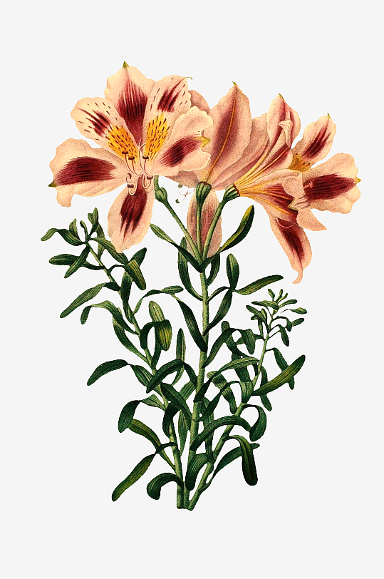 复古手绘植物水彩花卉插画元素
