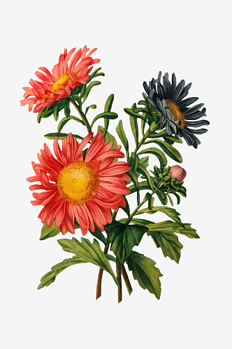 手绘植物花卉插画水彩彩铅清新