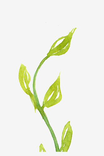 手绘植物花卉插画水彩彩铅清新