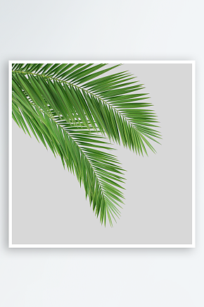 手绘绿色植物树枝树叶免扣素材素材下载-众图网