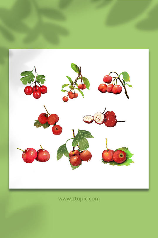 可口山楂冬季水果元素手绘插画-众图网