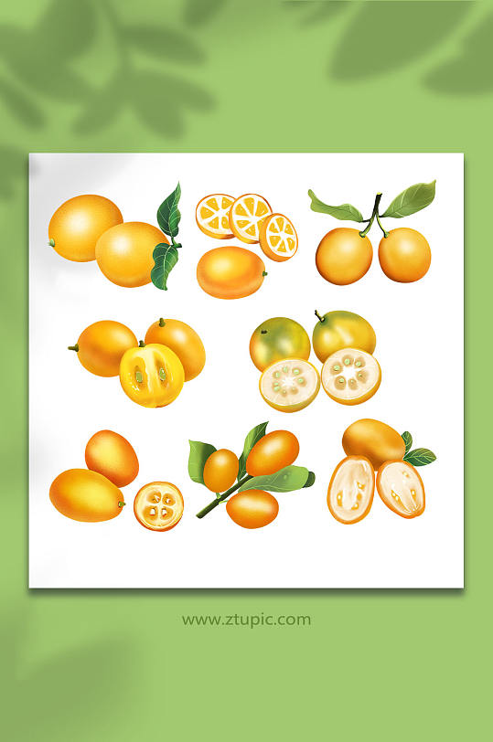 卡通手绘写实金桔冬季水果元素插画-众图网
