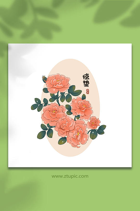 24节气惊蛰月季花卉插画元素-众图网