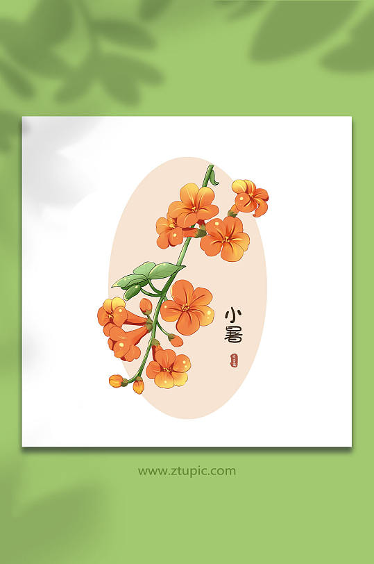 24节气小暑凌霄花花卉插画元素-众图网
