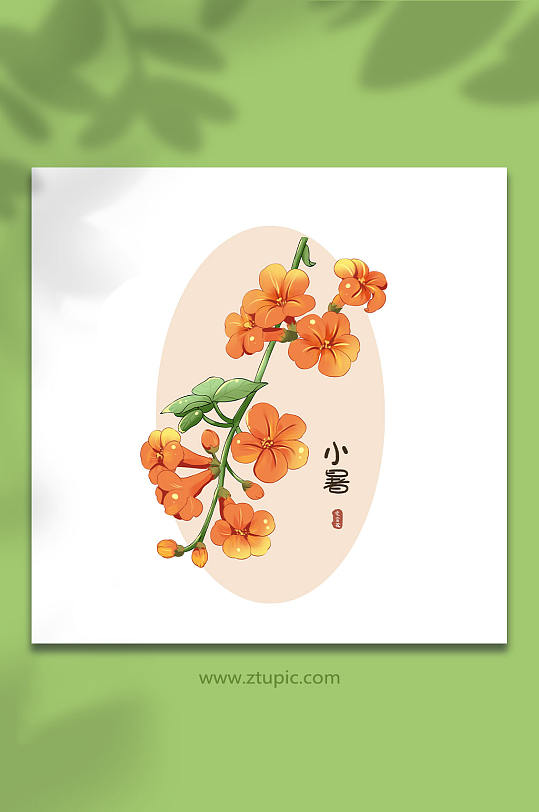 24节气小暑凌霄花花卉插画元素