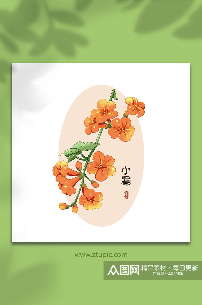 24节气小暑凌霄花花卉插画元素素材