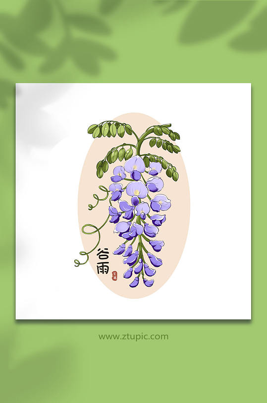 24节气谷雨紫藤花花卉插画元素