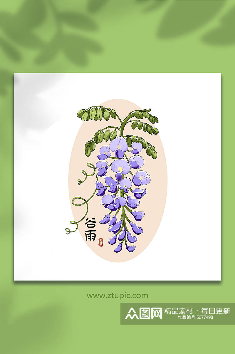 24节气谷雨紫藤花花卉插画元素素材