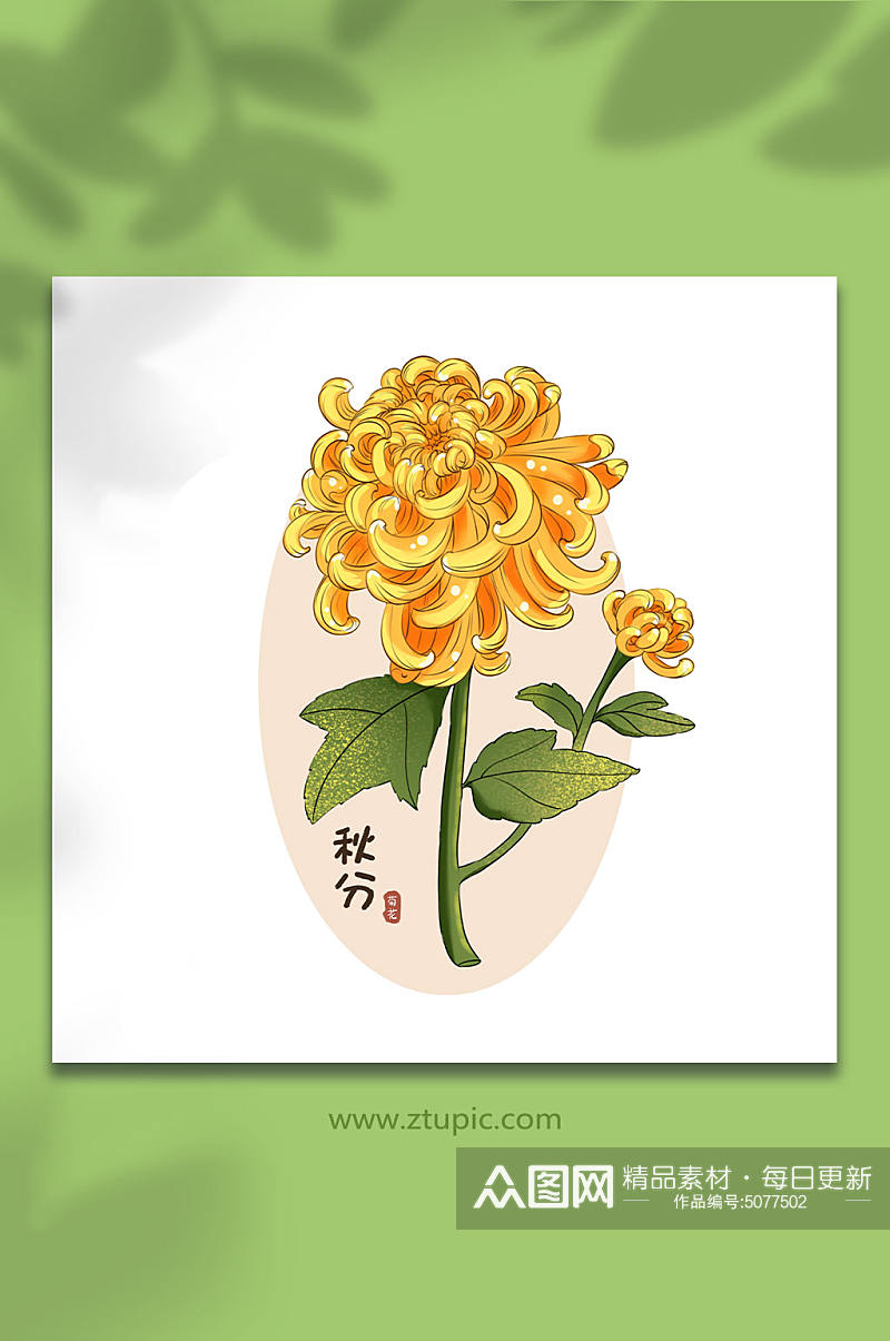 24节气秋分菊花花卉插画元素素材