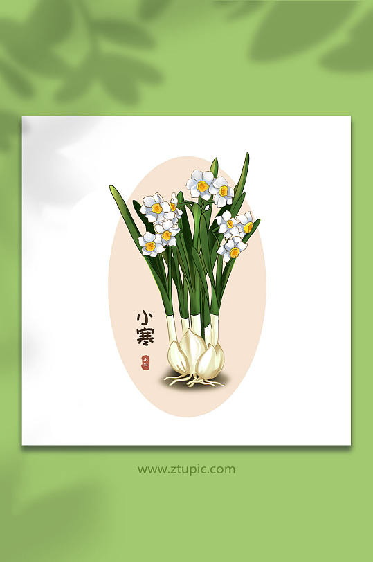 24节气小寒水仙花手绘插画元素