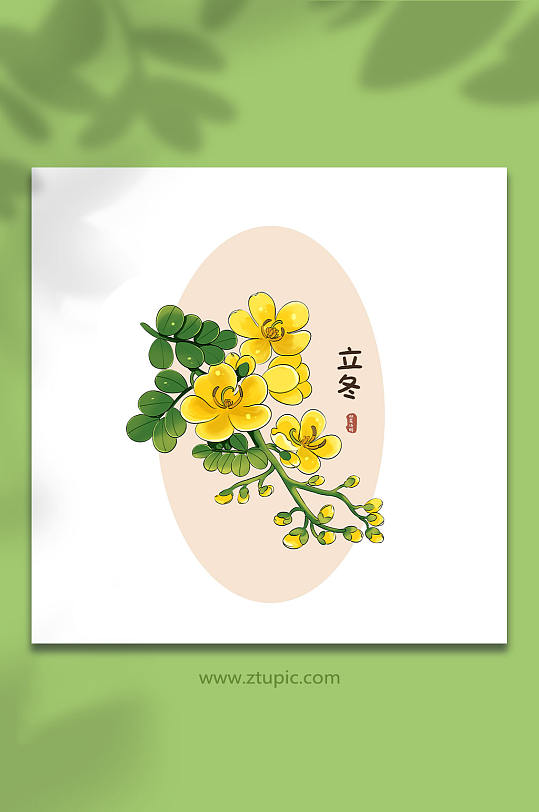 24节气立冬双荚决明花插画元素