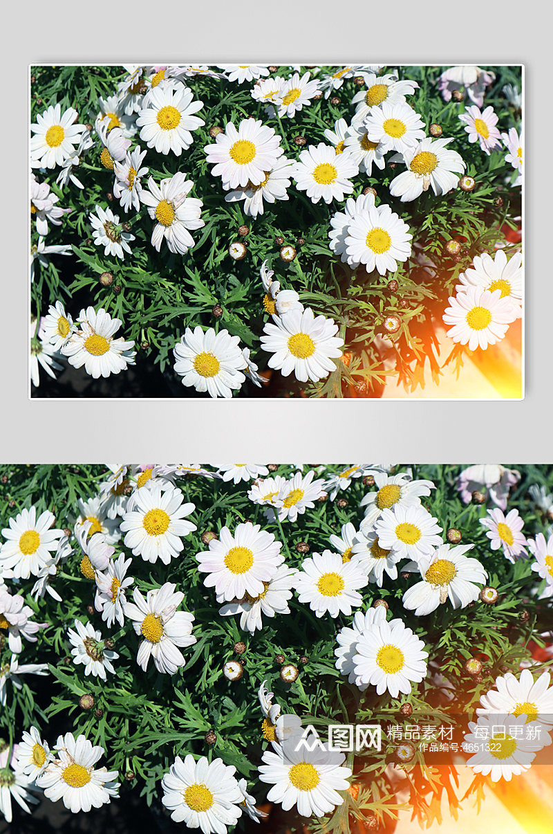 花季春季花卉摄影图鲜花照片雏菊照片小清新素材