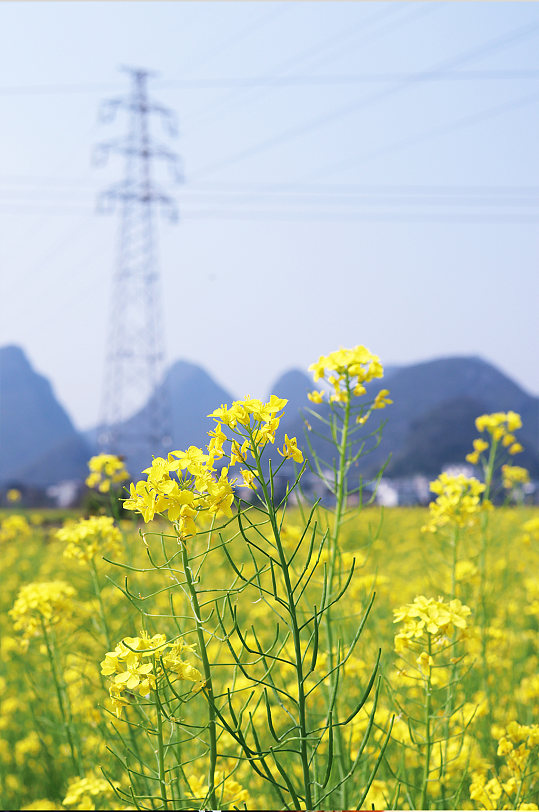 花季 春季油菜花摄影图照片小清新照片手机壁纸