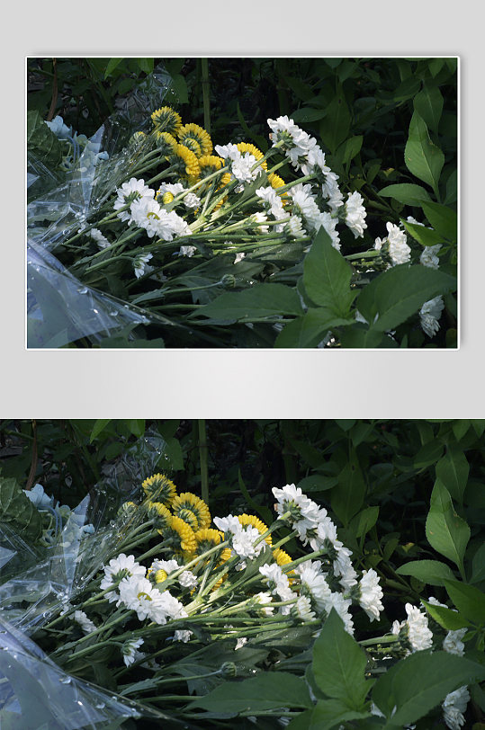 小雏菊菊花照片清明节摄影图花卉照片