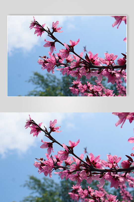 梅花桃花摄影图春天摄影图花季照片电脑壁纸屏保-众图网