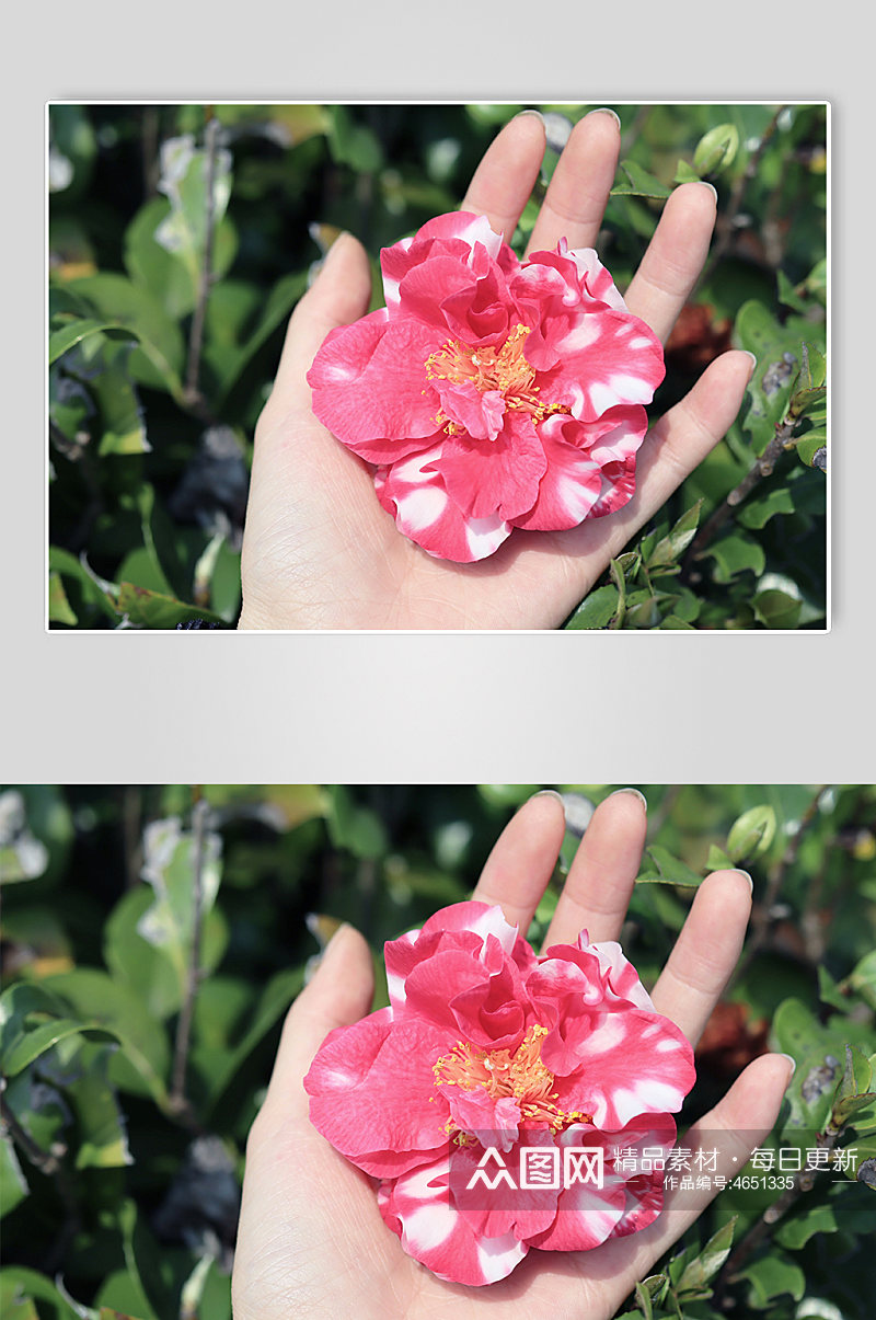 花季山茶花照片摄影图春季摄影花卉照片素材