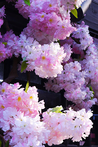 花季春季摄影图樱花照片春天摄影粉色浪漫小清新