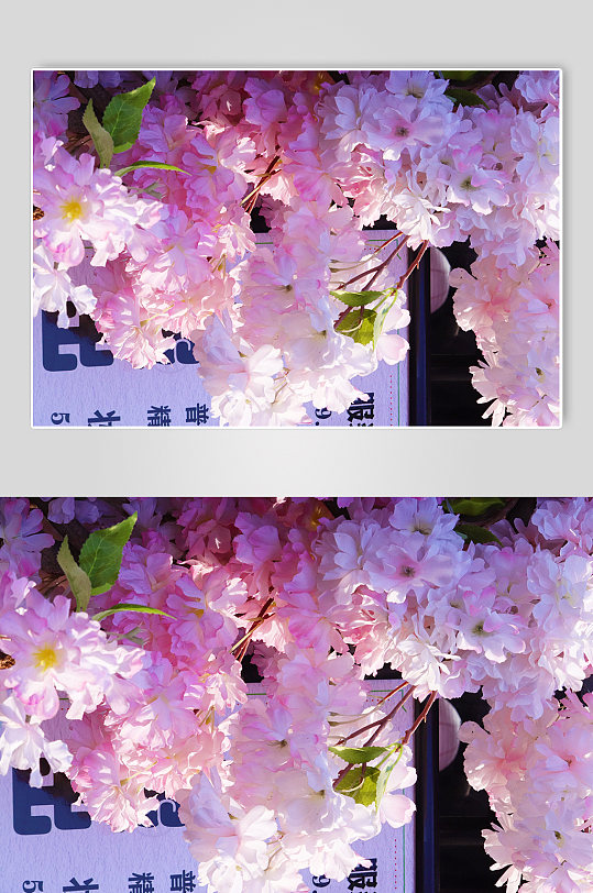 花季春季摄影图樱花照片春天摄影粉色浪漫小清新