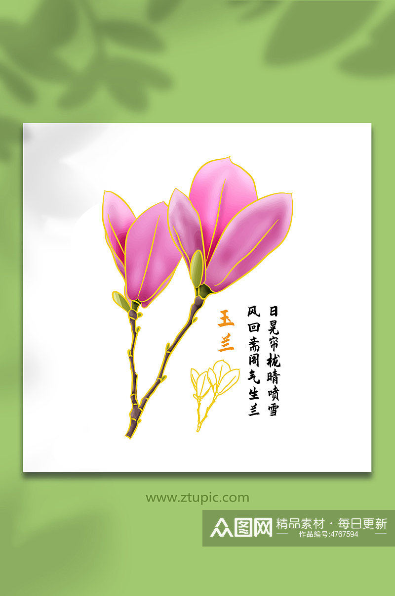 玉兰花手绘矢量花卉花朵插画素材