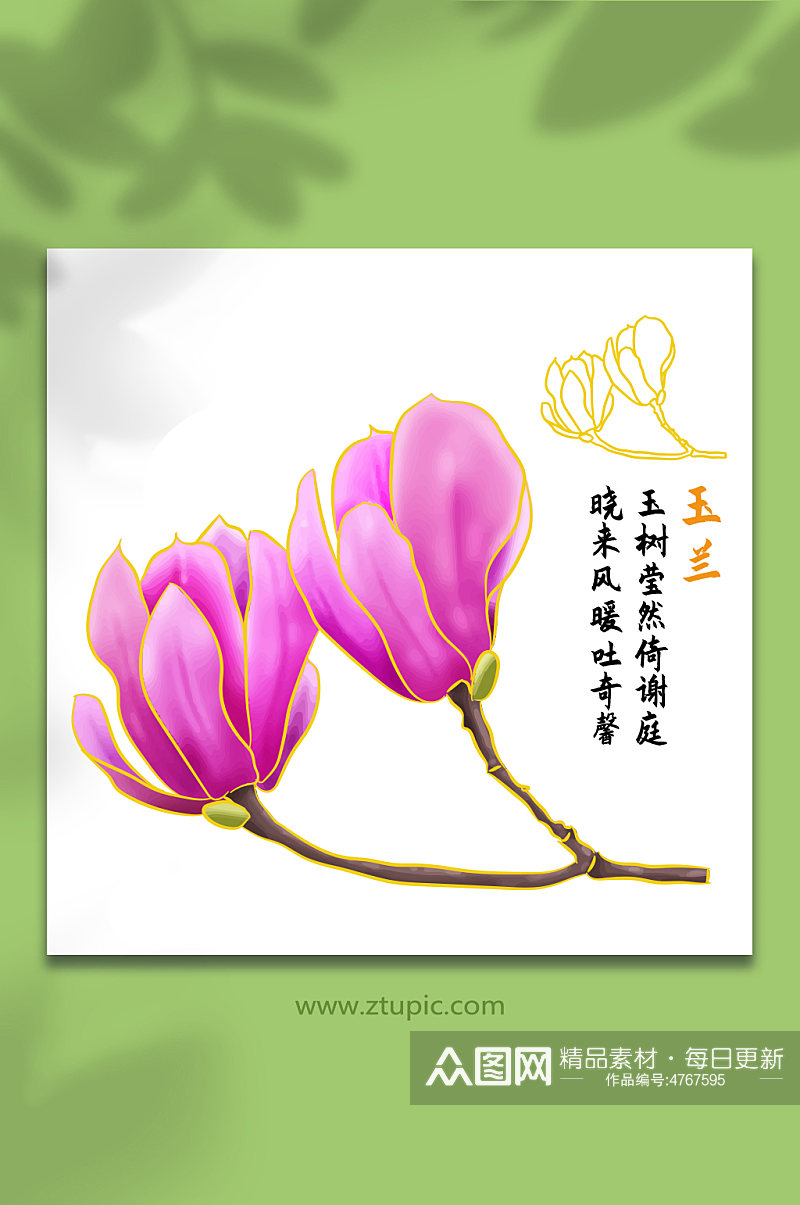 玉兰花手绘矢量花卉花朵插画素材