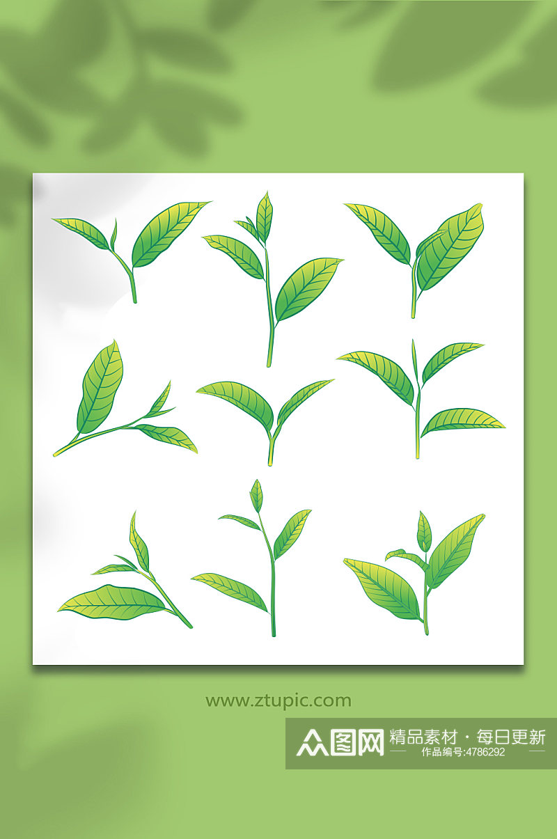鲜嫩矢量绿茶茶叶插画元素素材