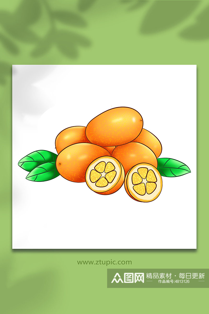 金桔冬季水果矢量手绘插画素材