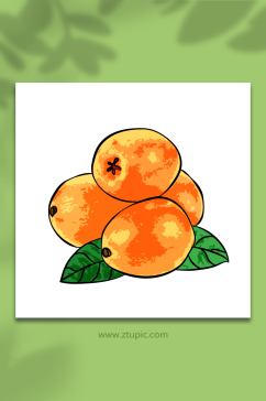 矢量手绘写实枇杷水果元素插画