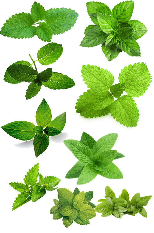 png薄荷叶素材ps免扣