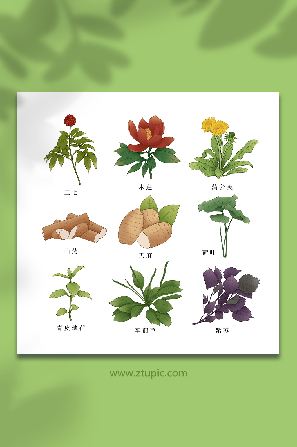 荷葉天麻三七薄荷紫蘇中草藥材植物元素插畫素材