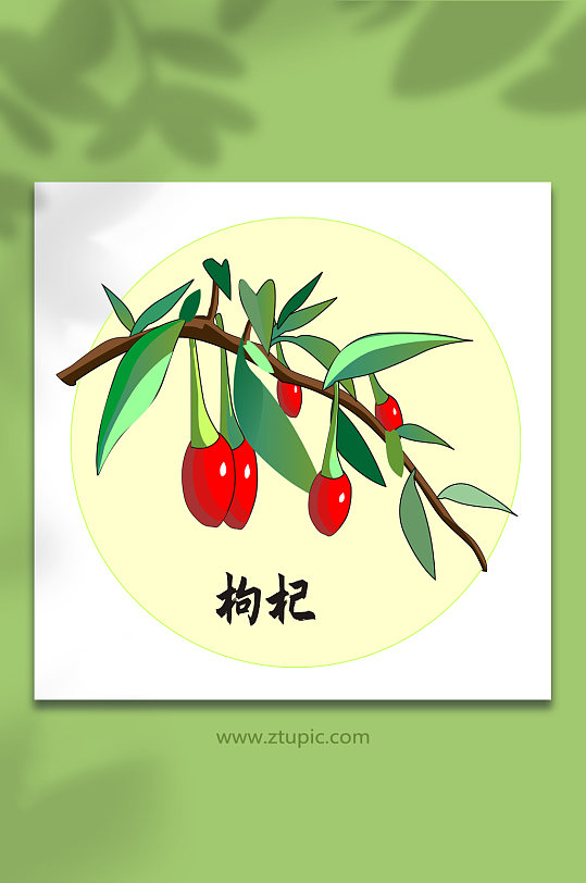 枸杞中医药元素插画