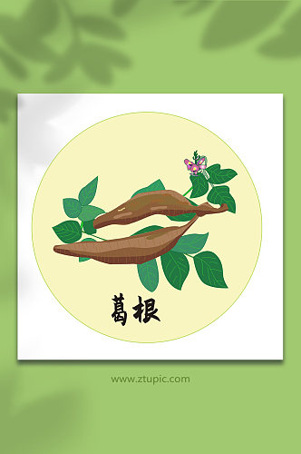 葛根中医药元素插画