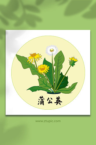 蒲公英中医药元素插画