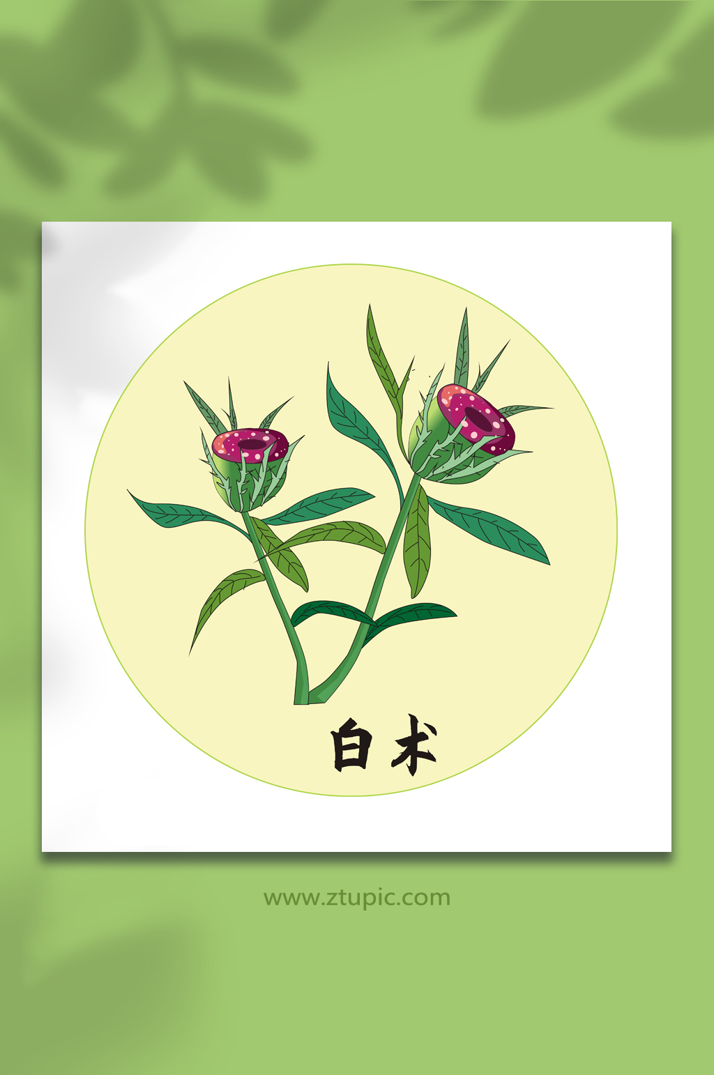 白术中医药元素插画素材