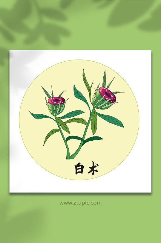 白术中医药元素插画