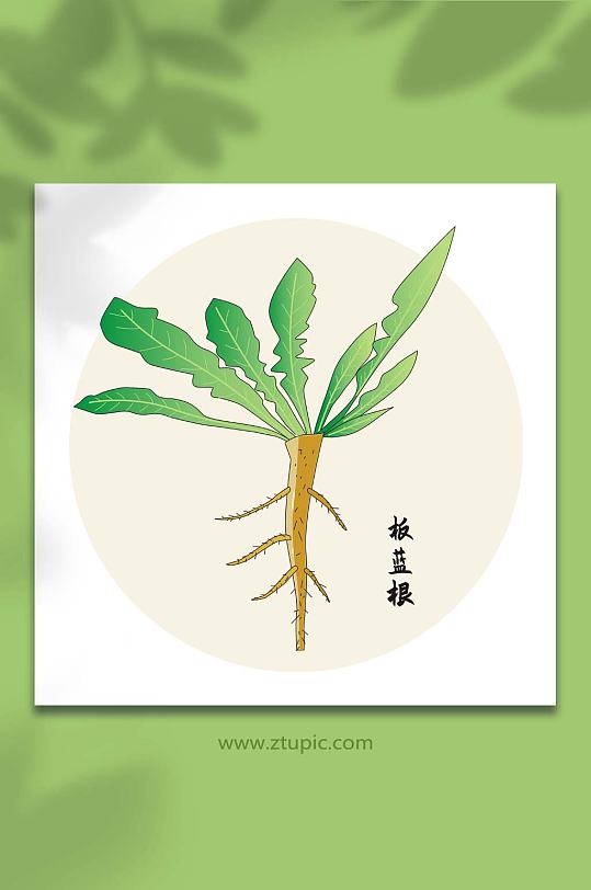 板蓝根中医药材元素插画