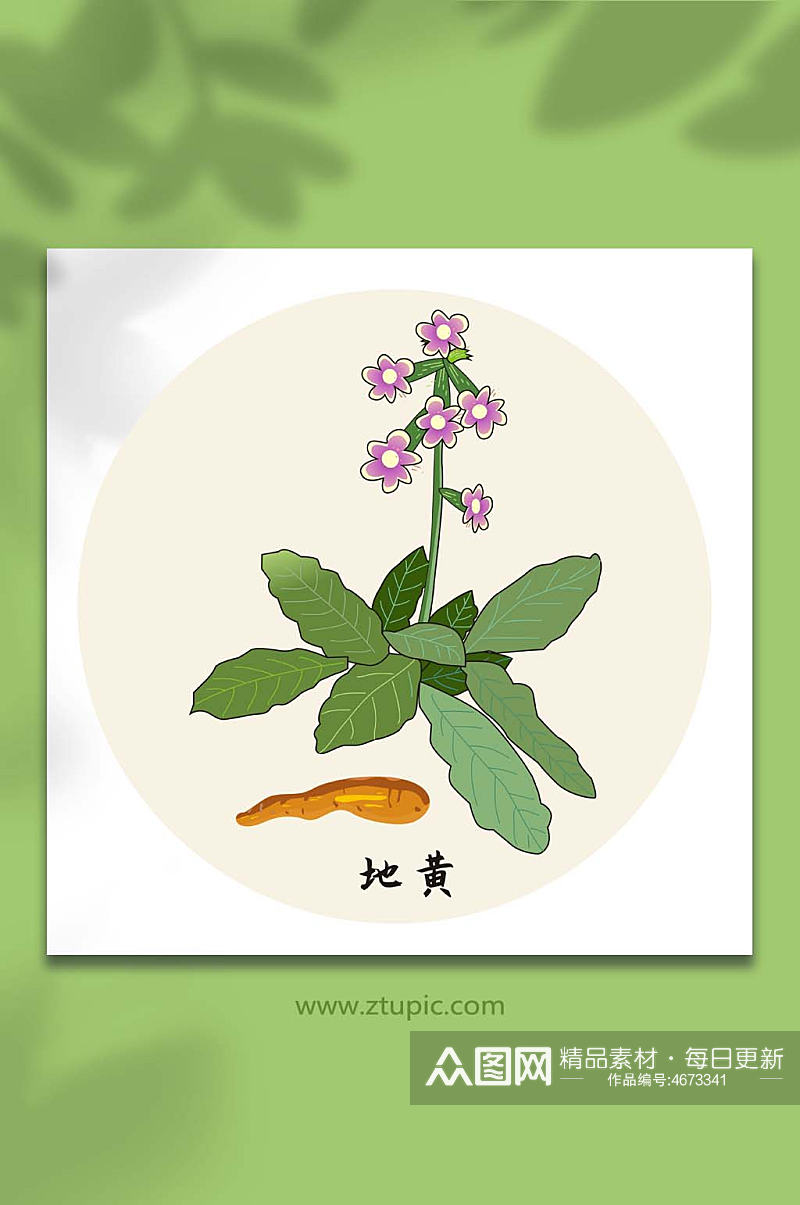 地黄中医药材元素插画素材