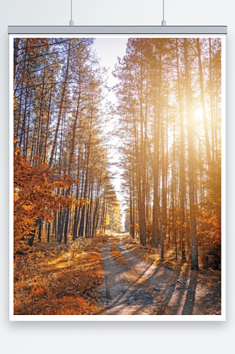 秋季山林树林摄影图
