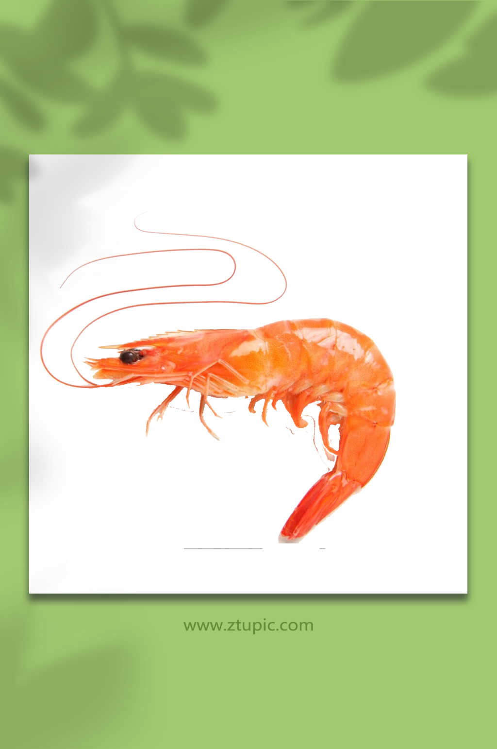一只虾鲜虾免抠元素素材