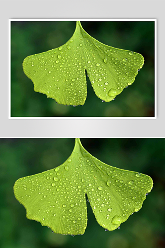 植物上的露珠摄影图