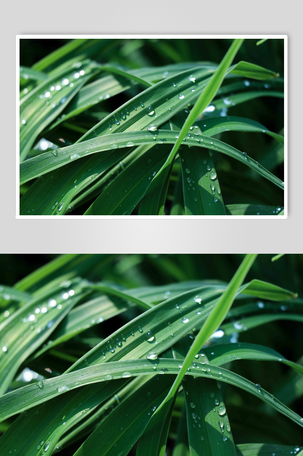 植物上的露水高清图片素材